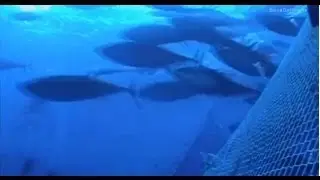 Tuna: traditional vs. industrial fishing