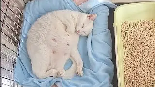 いつ産まれる？ドキドキの日々‥そして‥妊婦猫保護16日〜25日目【白玉ちゃん日記#3】　Growing belly Pregnant cat protected.
