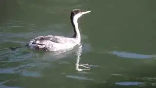 Western Grebe - great underwater predator