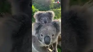 Mother and baby koala are insanely adorable