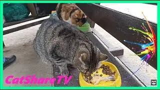 Четкие Лапки Для Бедолаг / Sharp Paws for the Needy 🔥