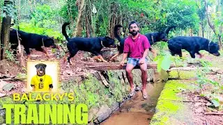 കള്ളനായ Rottweiler 😉 | ബ്ലാക്കി ഒരു Pro Training Dog ആയി മാറി | |Blacky's Training