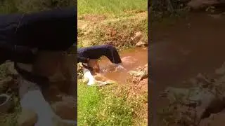 #vivasayam #cow #milk #villagevlog #agriculture #viilagelife #shortsfeed