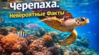 Черепахи. Невероятные и удивительные факты. #animals #facts #top 