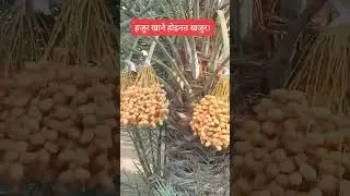 khajur pakyo