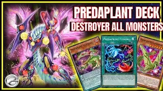 Monster Destroyer Combo! Predaplant Deck Shows Insane Control and Power!