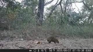 Cutia (Dasyprocta azarae) - levantamento de fauna no Pantanal da Nhecol&acirc;ndia, MS