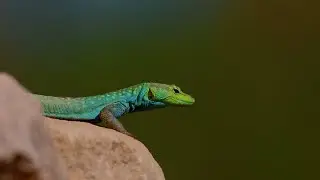 Broadley's Flat Lizard