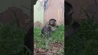 Orphan Baby monkey  learning to Enjoying with the grass under her feet - Come and volunteer with us.