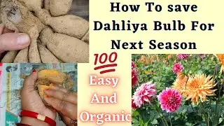 How to Save Dahlia Bulbs for Next Best Method  ? ।। Best And Easiest Way