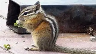 Eastern Chipmunk's call sound !