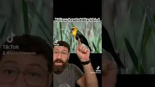 The Bird of the Week this week: Yellow-headed Blackbird!