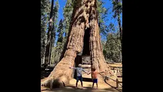 Tunnel Tree Mariposa Grove of Giant Sequoias,#travel #nature #camping #wildlife #2025 ##family 
