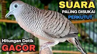 Perkutut Lokal Gacor Suara Besar Pancingan Burung Perkutut Agar Cepat Bunyi.
