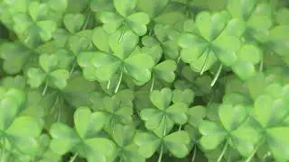 Product Detail   Java Momma   Chocolate Shamrock Flavored Coffee