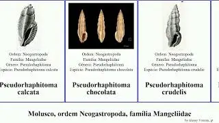 Molusco, ordem Neogastropoda, fam&iacute;lia Mangeliidae pseudorhaphitoma guraleus mollusca munda amoena