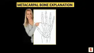 Metacarpal bone explanation #youtube #anatomy #mbbs #bpt #physiotherapist #metacarpal