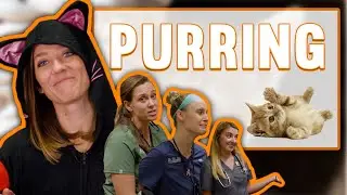 A PURRING CAT IS A HAPPY CAT! | S2 Episode 3 | Mythbusters