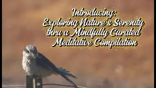 Exploring Nature's Serenity thru a Mindfully Curated Meditative Compilation #naturemeditation