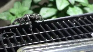 One of our many Phidippus Audax Males I believe this Neville