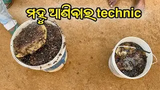Honey hunting kese karte hen | Arativlog | mini vlog 