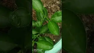 Beautiful nature #garden #gardening #flower plants#vegetable 😍☘️