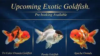 Top 3 Rarest Oranda Goldfish for 2026 | Claim Yours! Exclusive Tricolour Oranda Pre-Booking is LIVE