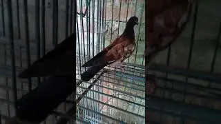 German nun cross red chila pigeon