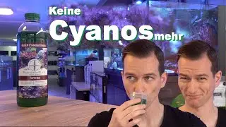 Plankton gegen CYANOBAKTERIEN im Meerwasseraquarium *Problemlösung* - PlanktonPlus Aquaristik
