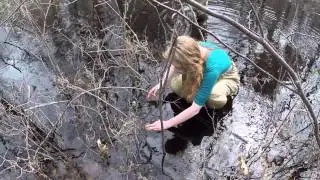 Counting Salamander Eggs April 2014
