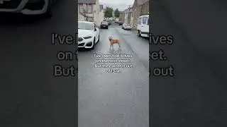 Момент сердечного приступа, когда собака убегает, пугая всех детей и соседей.