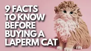 Thinking of Buying a LaPerm Cat? Don't Miss These 9 Must-Know Secrets!