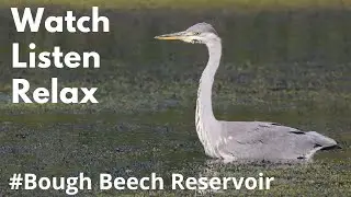 Bough Beech Reservoir Birds - Mindful Moments of Nature