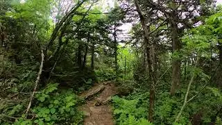 ASMR hike, beautiful old growth forest-virtual hike at 3500 feet