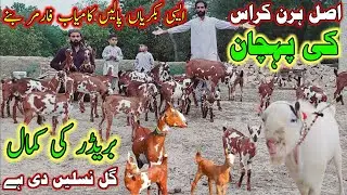 Zero size burbari teddy goat breeds || اصل ہرن کراس کی پہچان ||#goatfarming #business #at #nadirfarm