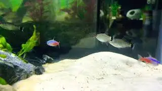 Red eye tetras & neon tetras