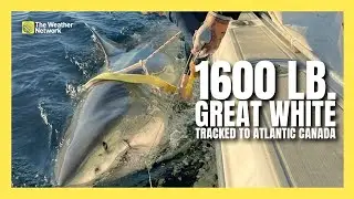 Why This Massive White Shark in Atlantic Canada Is Good News