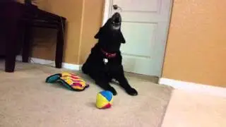 Black Lab Howling and  Barking