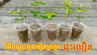 របៀបបណ្ដុះកូនមៀនក្រអូបងាយៗ