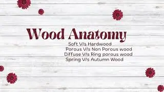 Wood Anatomy I Structure of Wood in 5 Minutes Soft V/s Hardwood Porous V/s Nonporous #youtubevideos