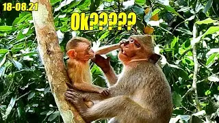 Best Bravery! Monkey Elpida Tried To Invaded Some Food From Alberto Without Punishment.