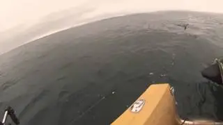 Underwater footage of Sprucey's Spring salmon. (Almost)