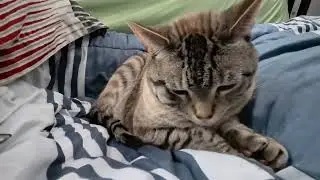 Adorable Cat Drifts Into Sleep Like a Tiny Cloud 😺💤