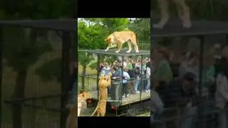 Humans in Cages, Tigers Free 😱🐯 #ChinaZoo#ReverseZoo#WildlifeShorts#TigerVideo #ZooLife#AnimalFacts