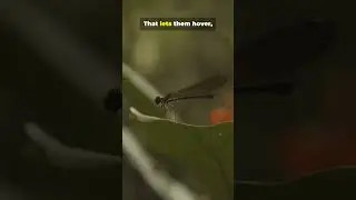 The amazing flying ability of tiny dragonflies