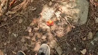 Colors changing on Read Mountain in Roanoke Virginia