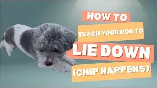 How to Teach Your Dog to Lie Down | Easy Puppy Training Basics
