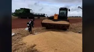 Dalwallinu Harvest 2020