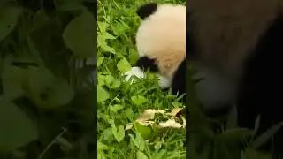 Cute Baby Panda Tumbles Down Hill!🤣💕 🐼