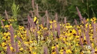 Prairie Flowers